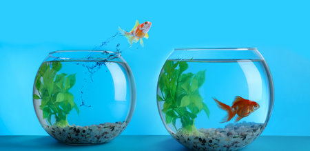 Goldfish jumping from glass fish bowl into another one on light blue backgroundの写真素材