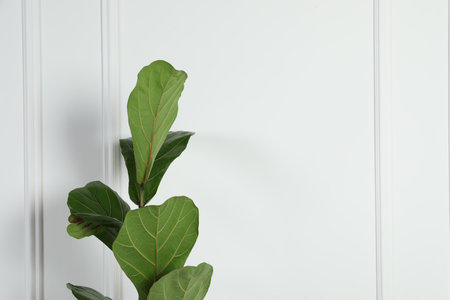 Beautiful ficus near white wall, space for text. Exotic houseplantの写真素材