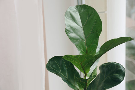 Beautiful green ficus plant indoors. House decorの写真素材