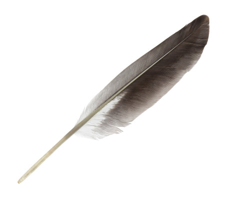 Beautiful gray bird feather isolated on whiteの写真素材