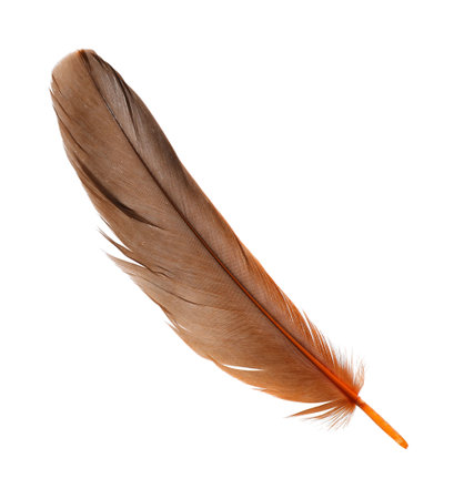 Beautiful orange bird feather isolated on whiteの写真素材