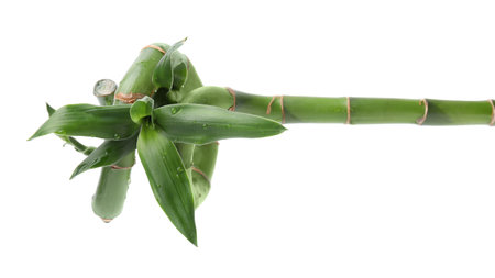 Beautiful green bamboo stem with leaves on white backgroundの写真素材