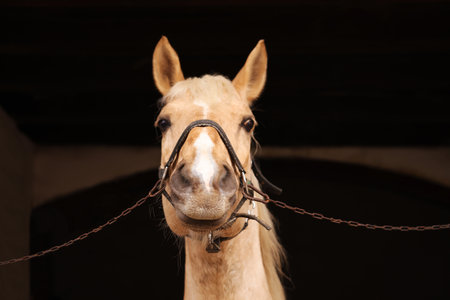 Woman feeding adorable horse in stable, closeup. Lovely domesticated petの写真素材