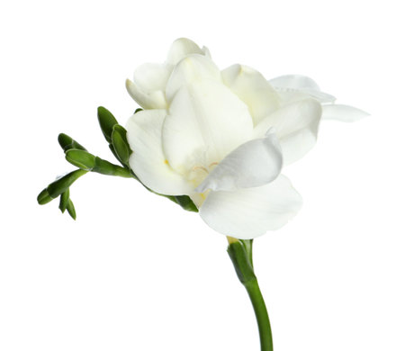 Beautiful freesia flower with tender petals isolated on whiteの写真素材