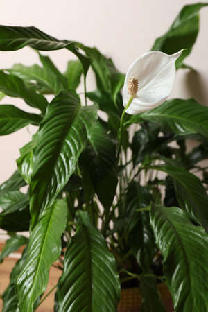 Beautiful spathiphyllum on beige background, closeup. House decorの写真素材