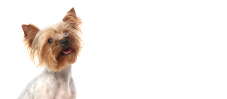 Cute Yorkshire Terrier dog on white background, space for text. Banner designの写真素材
