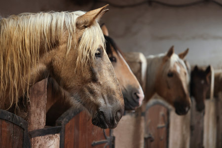 Adorable horses in stable, space for text. Lovely domesticated petの写真素材