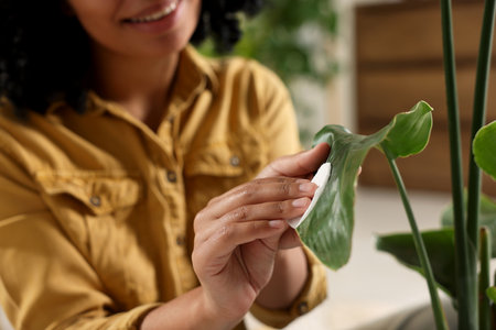 Closeup of woman wiping beautiful houseplant leaf with cotton pad indoors