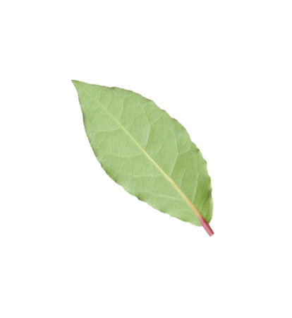 One fresh bay leaf isolated on whiteの写真素材