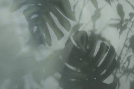 Shadow of tropical plants on light backgroundの写真素材