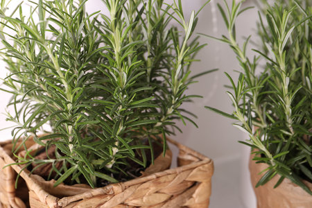Aromatic green rosemary in pot on white background, closeupの写真素材