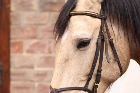 Adorable horse with bridles outdoors, closeup. Lovely domesticated pet