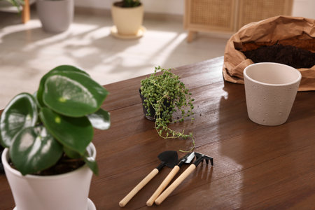 Houseplants, pot, soil and tools for transplanting on wooden table indoorsの写真素材