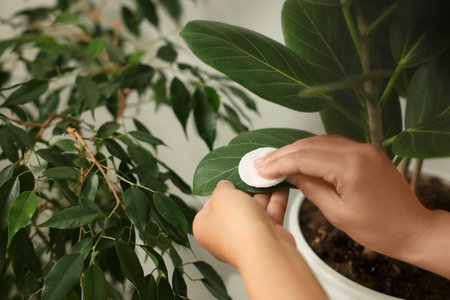 Woman wiping beautiful houseplant leaves, closeup viewの写真素材