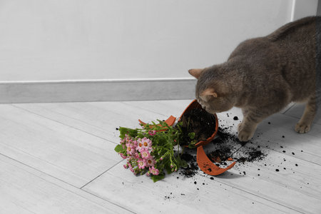 Cute cat and broken flower pot with cineraria plant on floor indoors. Space for textの写真素材