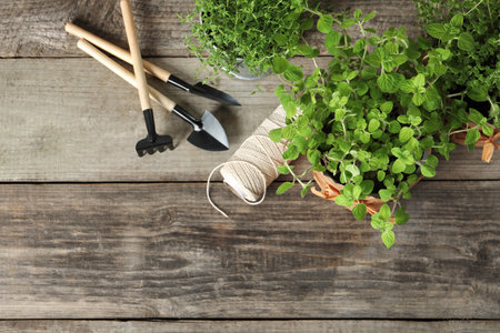 Different aromatic potted herbs, gardening tools and spool of thread on wooden table, flat lay. Space for textの写真素材