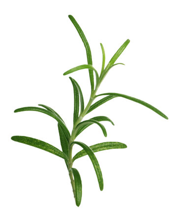 Sprig of fresh rosemary isolated on whiteの写真素材