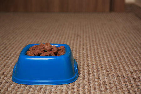 Wet pet food in feeding bowl on soft carpet indoors. Space for textの写真素材