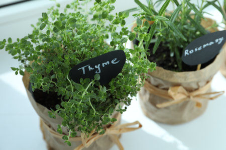 Different fresh potted herbs on windowsill indoors, closeupの写真素材