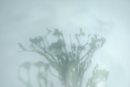 Shadow of beautiful plant on light backgroundの写真素材