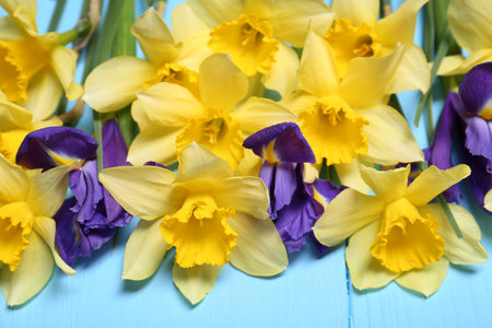 Beautiful yellow daffodils and iris flowers on light blue wooden table, closeupの写真素材