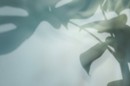 Shadow of monstera plant leaves on light background, space for textの写真素材