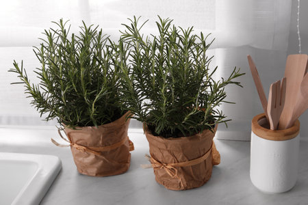 Aromatic green rosemary in pots on white countertopの写真素材