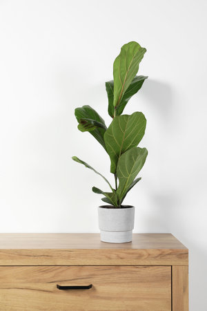 Potted ficus on wooden chest of drawers near white wall, space for text. beautiful houseplantの写真素材