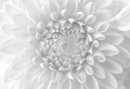 Beautiful white dahlia flower as background, closeupの写真素材
