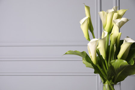 Beautiful calla lily flowers in vase on light background, space for textの写真素材