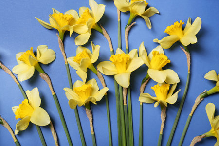 Beautiful yellow daffodils on blue background, flat layの写真素材