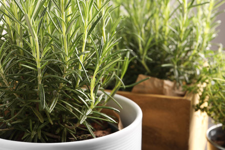 Aromatic green rosemary growing in pot, closeupの写真素材