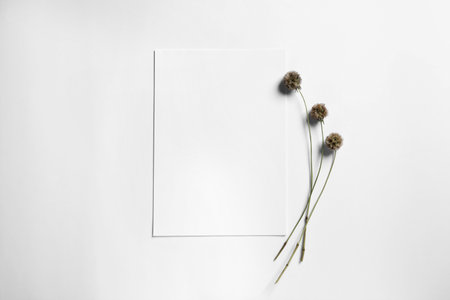 Empty sheet of paper and dry decorative flowers on white background, flat lay. Mockup for designの写真素材