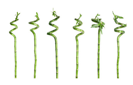 Collage of green bamboo stems with leaves on white backgroundの写真素材