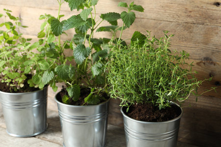 Different aromatic potted herbs on wooden tableの写真素材