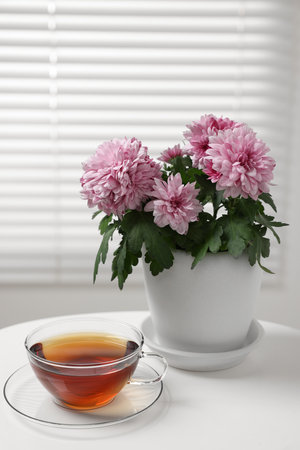 Beautiful chrysanthemum plant in flower pot and cup of tea on white table indoorsの写真素材