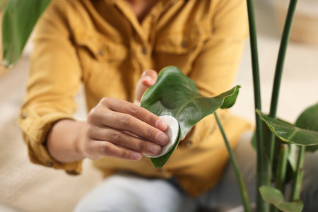 Closeup of woman wiping beautiful houseplant leaf with cotton padの写真素材