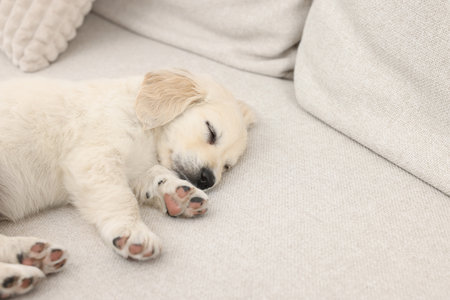 Cute little puppy sleeping on the couch. Space for textの写真素材