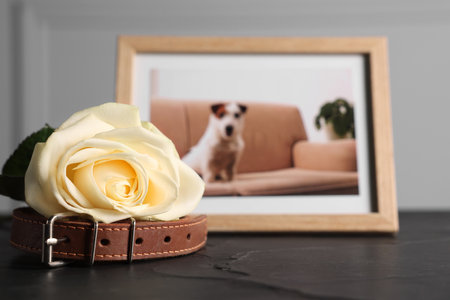 Pet funeral. Collar, rose and frame with picture of dog on black table, selective focus. Space for textの写真素材