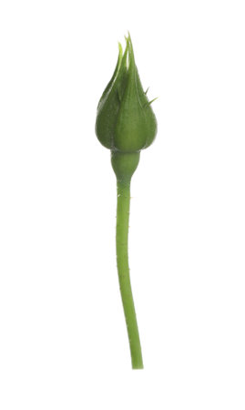 One beautiful rose bud isolated on whiteの写真素材