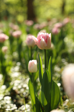 Beautiful pink tulips growing outdoors on sunny dayの写真素材