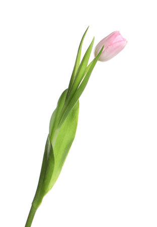 One beautiful delicate tulip isolated on whiteの写真素材