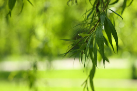 Beautiful willow tree with green leaves growing outdoors on sunny day, closeup. Space for textの写真素材