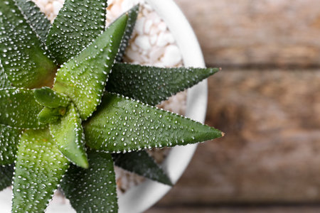 Beautiful succulent plant in pot on wooden table, top view. Space for textの写真素材