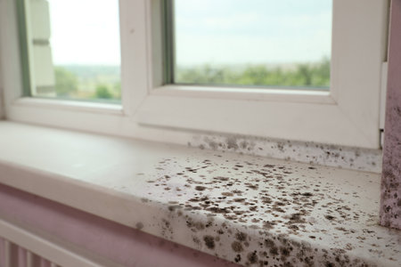 Window, sill and slope affected with mold in roomの写真素材