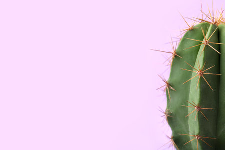 Beautiful green cactus on violet background, closeup with space for text. Tropical plantの写真素材