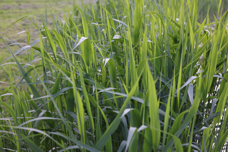 Beautiful green reed plants growing outdoors, closeup