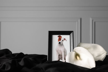 Frame with picture of dog and calla flowers on black cloth. Pet funeralの写真素材