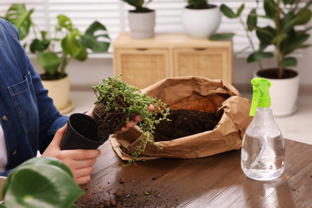 Woman transplanting beautiful houseplant at wooden table indoors, closeupの写真素材