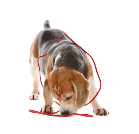 Playful Beagle dog damaging electrical wire on white backgroundの写真素材